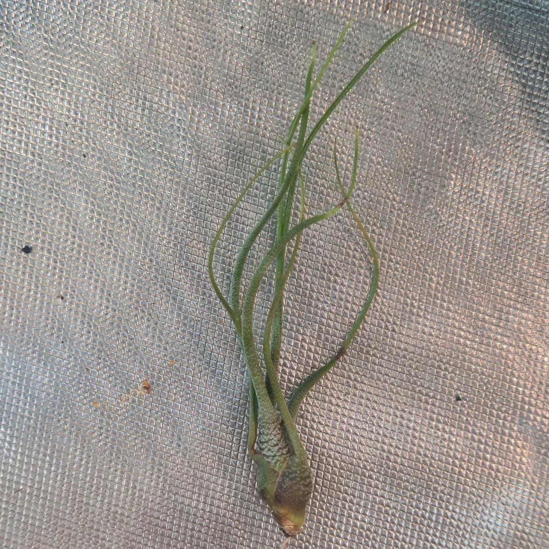 Tillandsia butzii