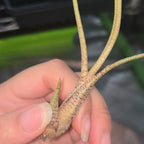 Close-up of the purple-spotted, mottled base of a Tillandsia butzii air plant
