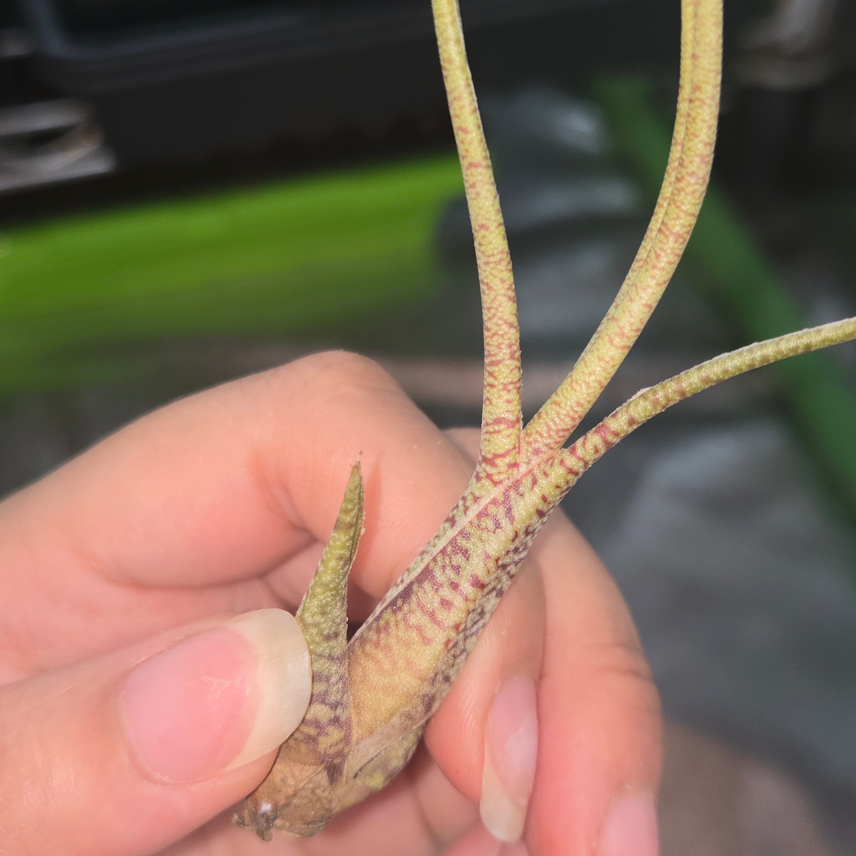 Tillandsia butzii
