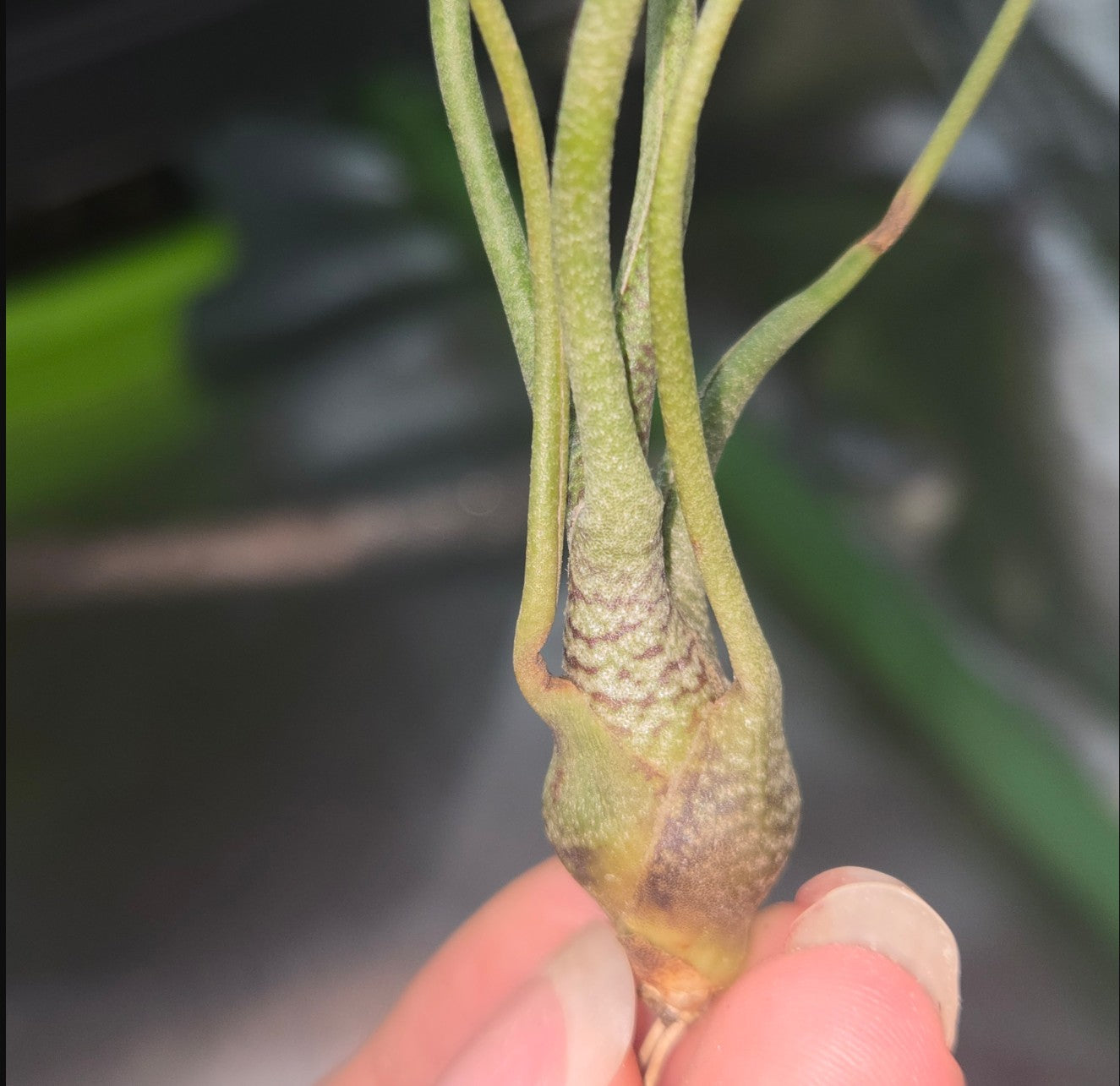 Tillandsia butzii