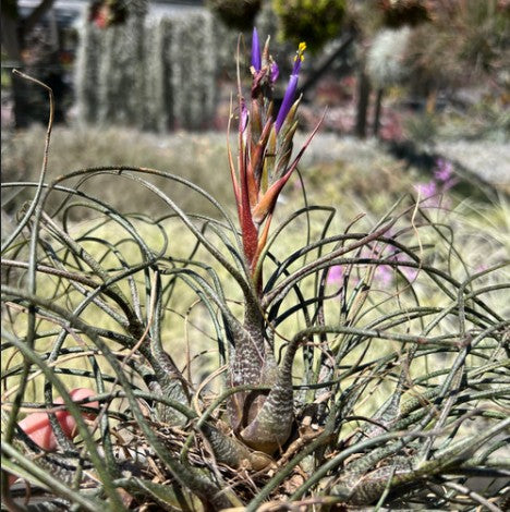 Tillandsia butzii