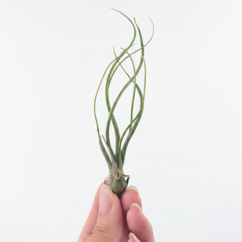 Tillandsia butzii