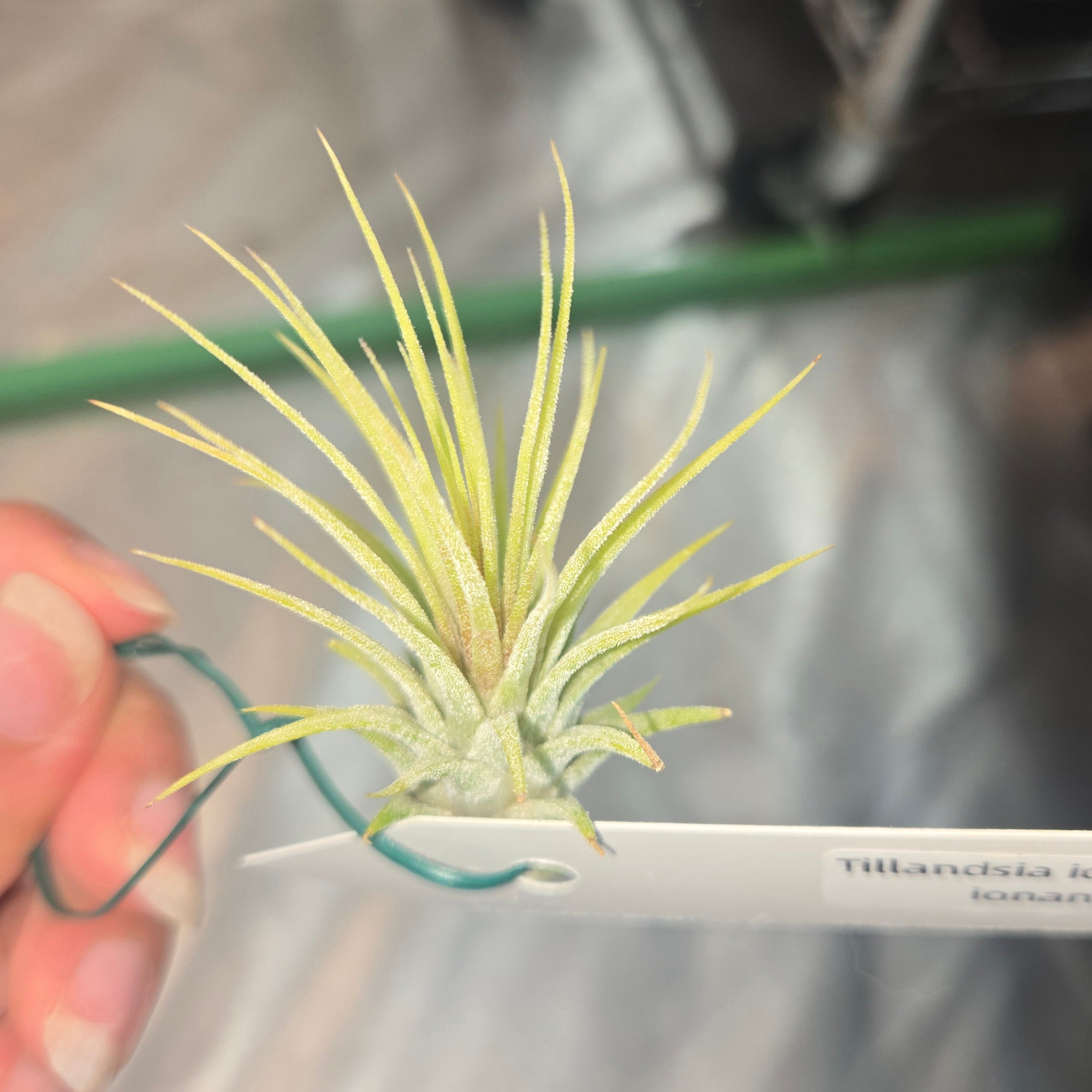 Tillandsia ionantha ionantha