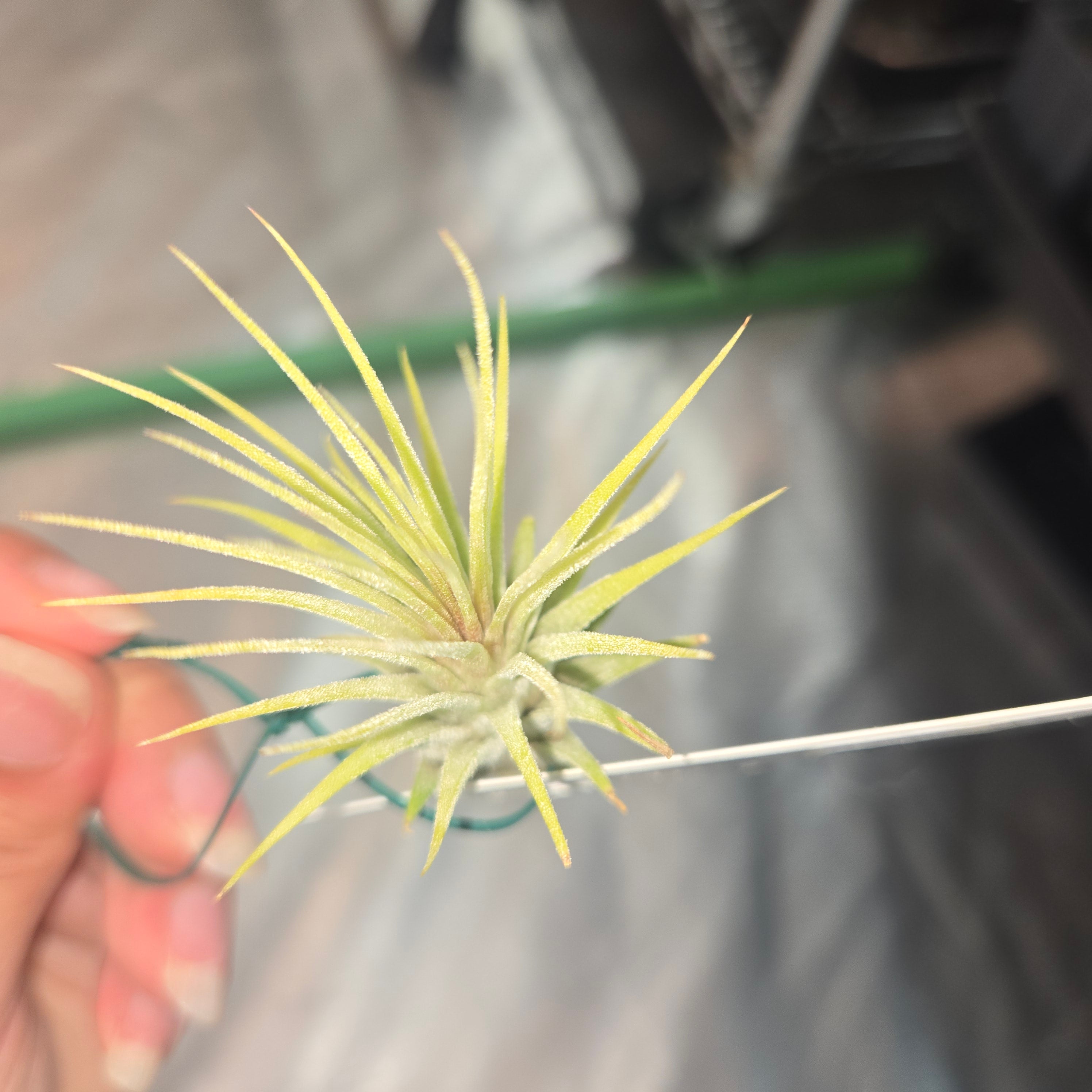 Tillandsia ionantha ionantha