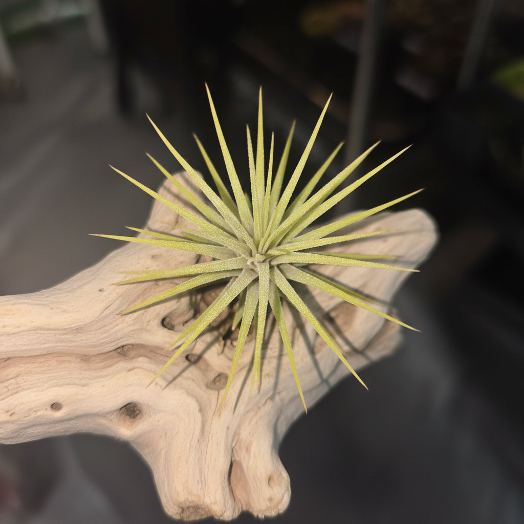 Tillandsia ionantha ionantha