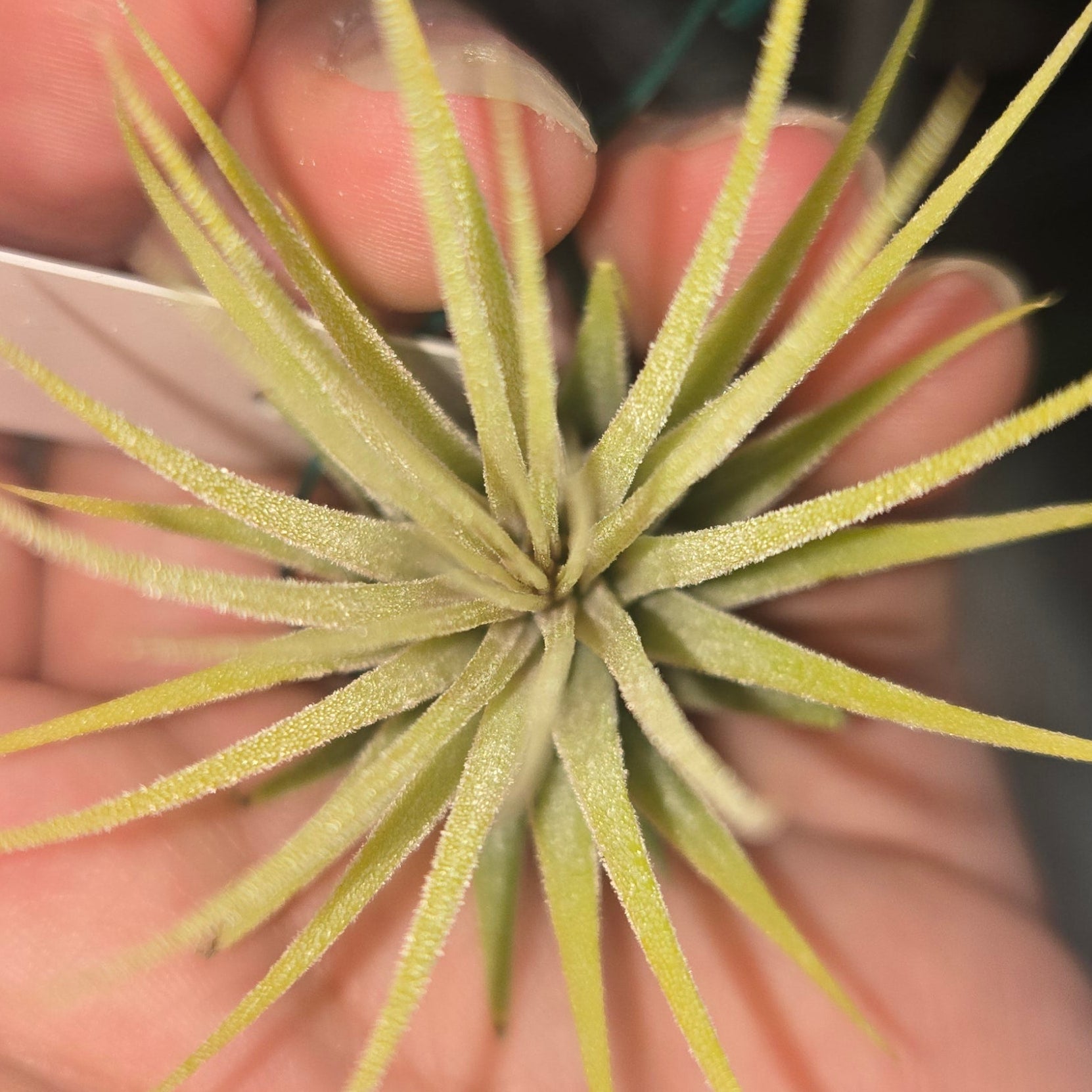 Tillandsia ionantha ionantha