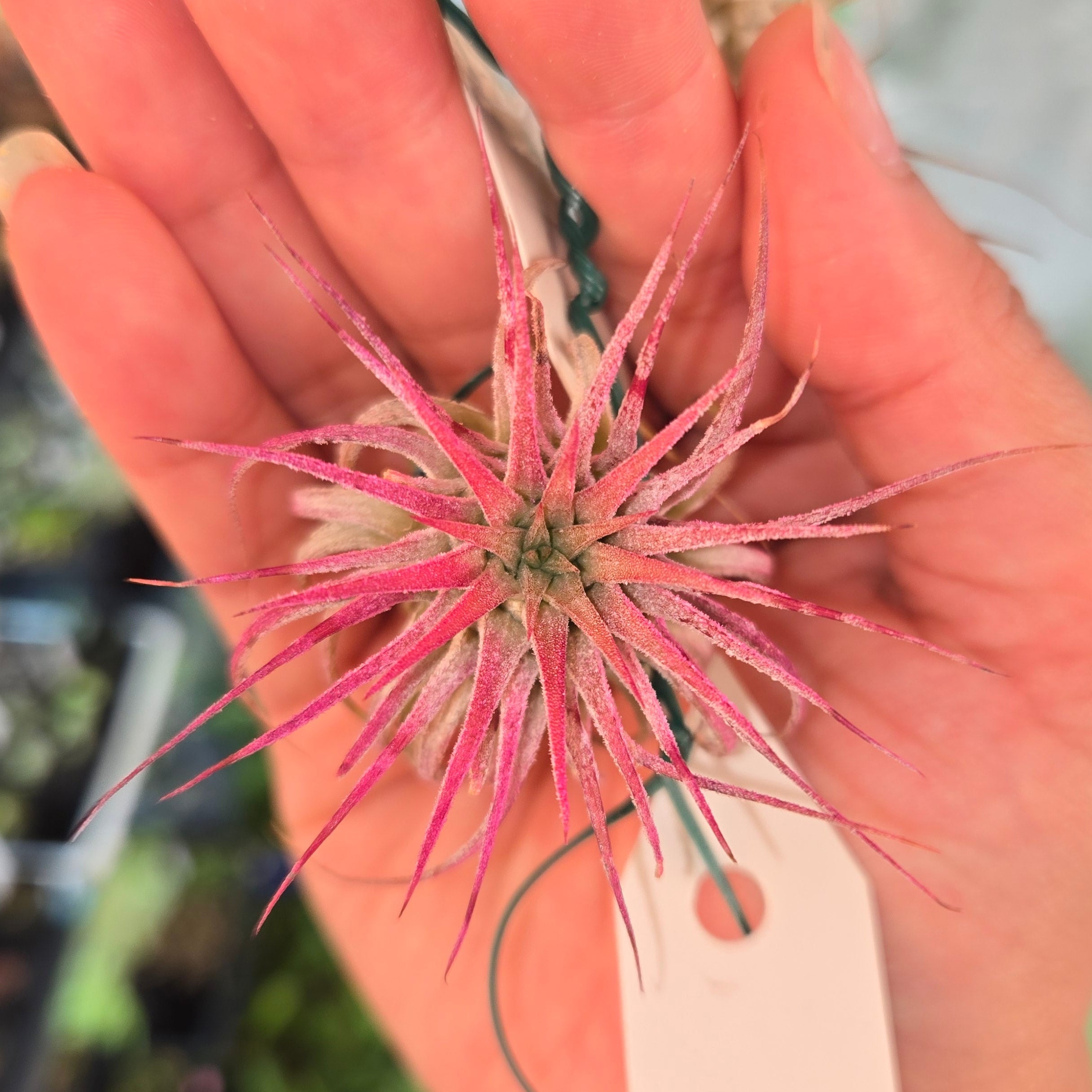 Tillandsia ionantha pink