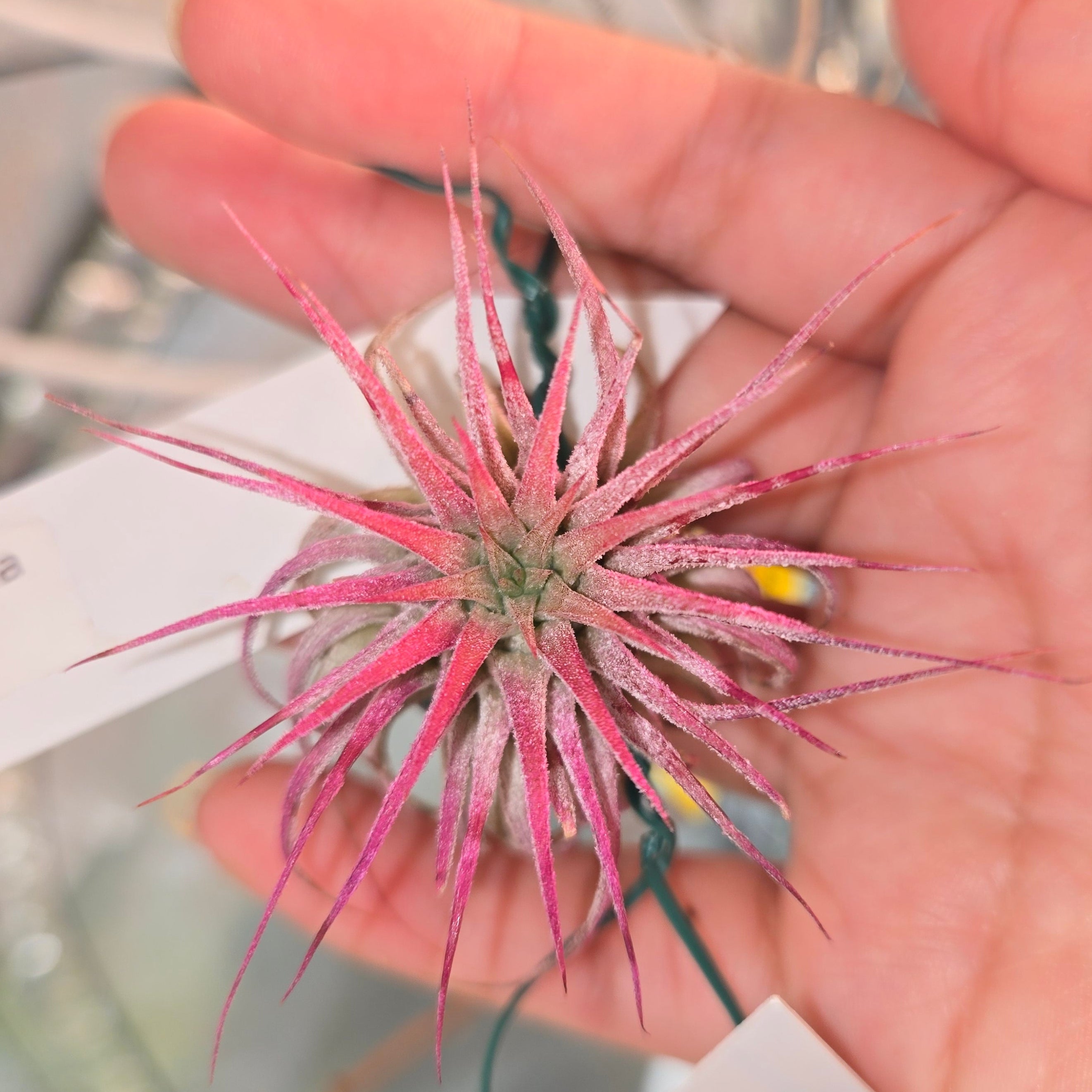 Tillandsia ionantha pink