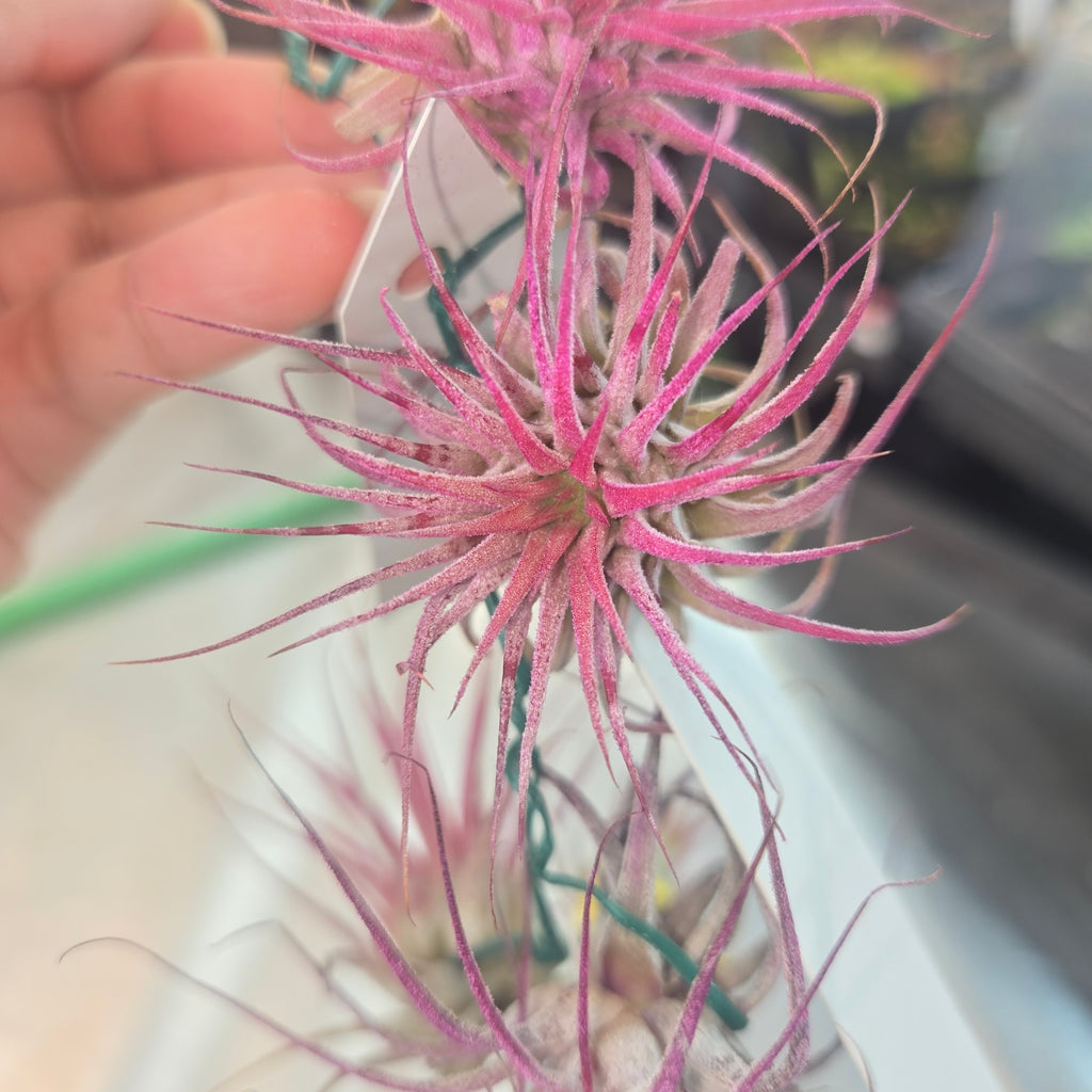Bundle of Tillandsia ionantha 'Pink' air plants hanging on a wire