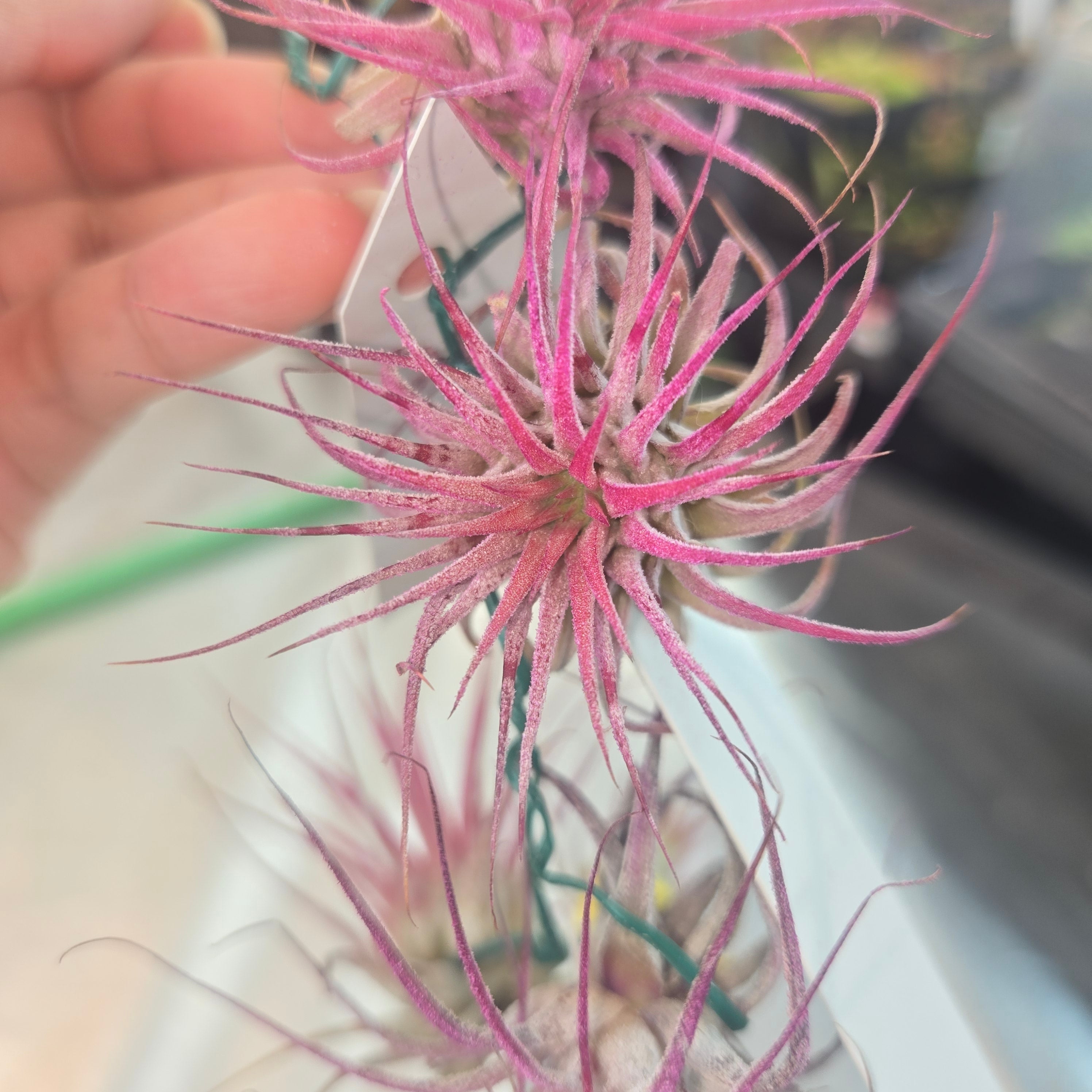 Tillandsia ionantha pink