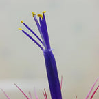 Purple tubular flower with yellow stamens on a Tillandsia ionantha 'Pink' air plant