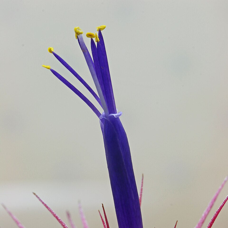 Tillandsia ionantha pink