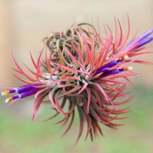 Tillandsia  ionantha rubra