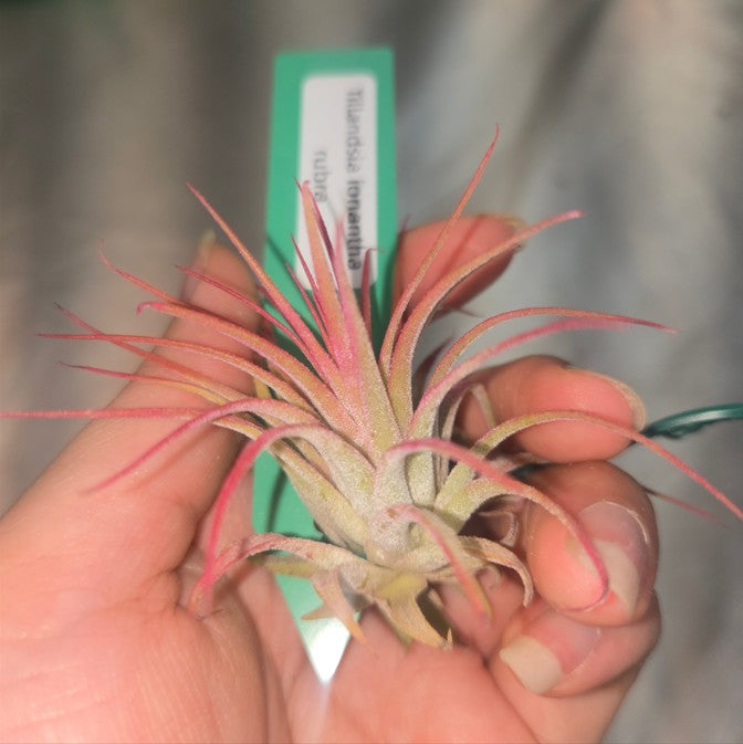 Tillandsia  ionantha rubra