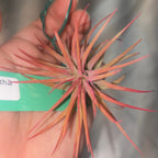 Tillandsia ionantha 'Rubra' air plant held in a hand, seen from above with red-tinged leaves