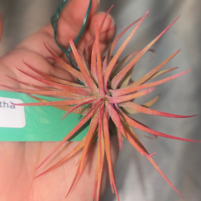 Tillandsia  ionantha rubra