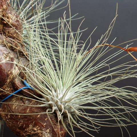 Tillandsia argentea (thin)