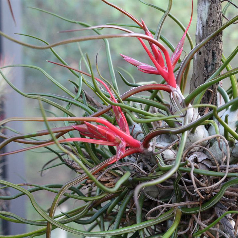 Tillandsia bulbosa