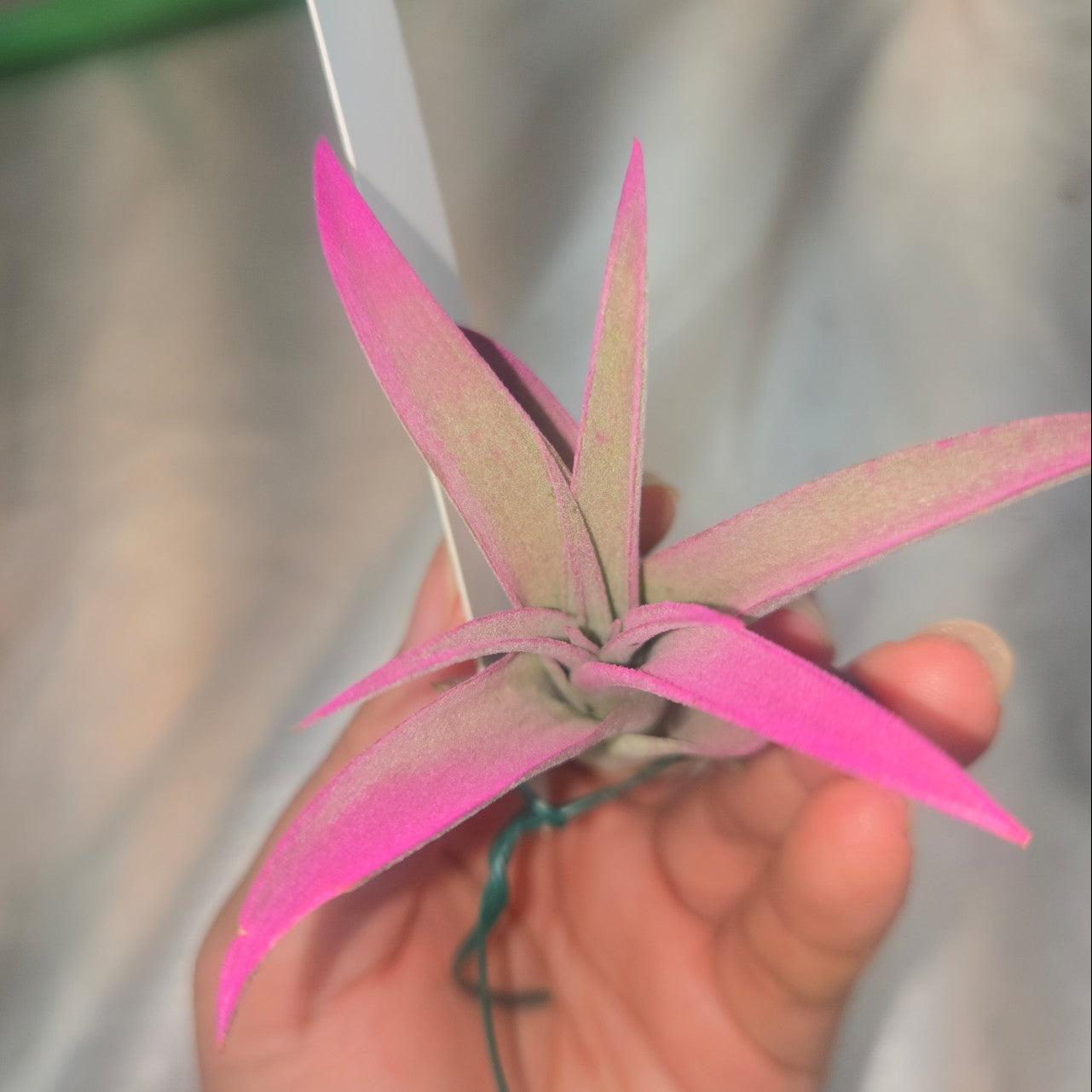 Tillandsia capittata peach