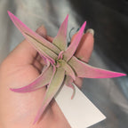 Tillandsia capitata 'Peach' air plant seen from above, with pink-edged leaves