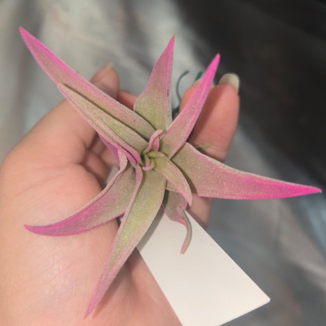 Tillandsia capittata peach