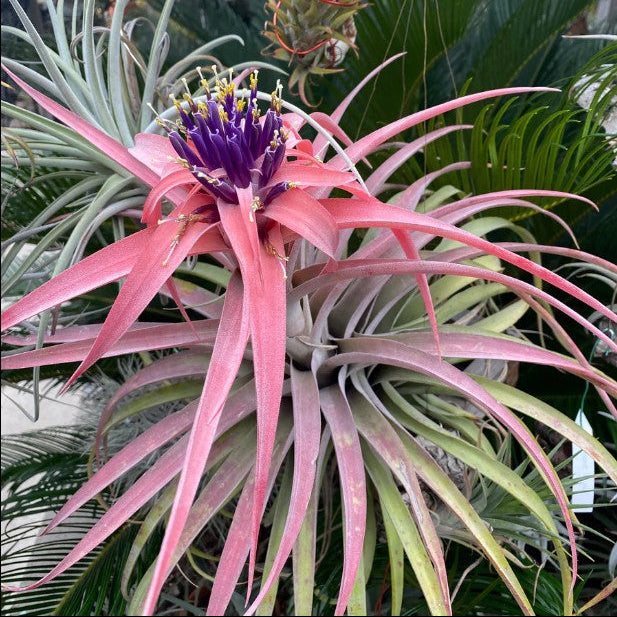 Tillandsia capittata peach