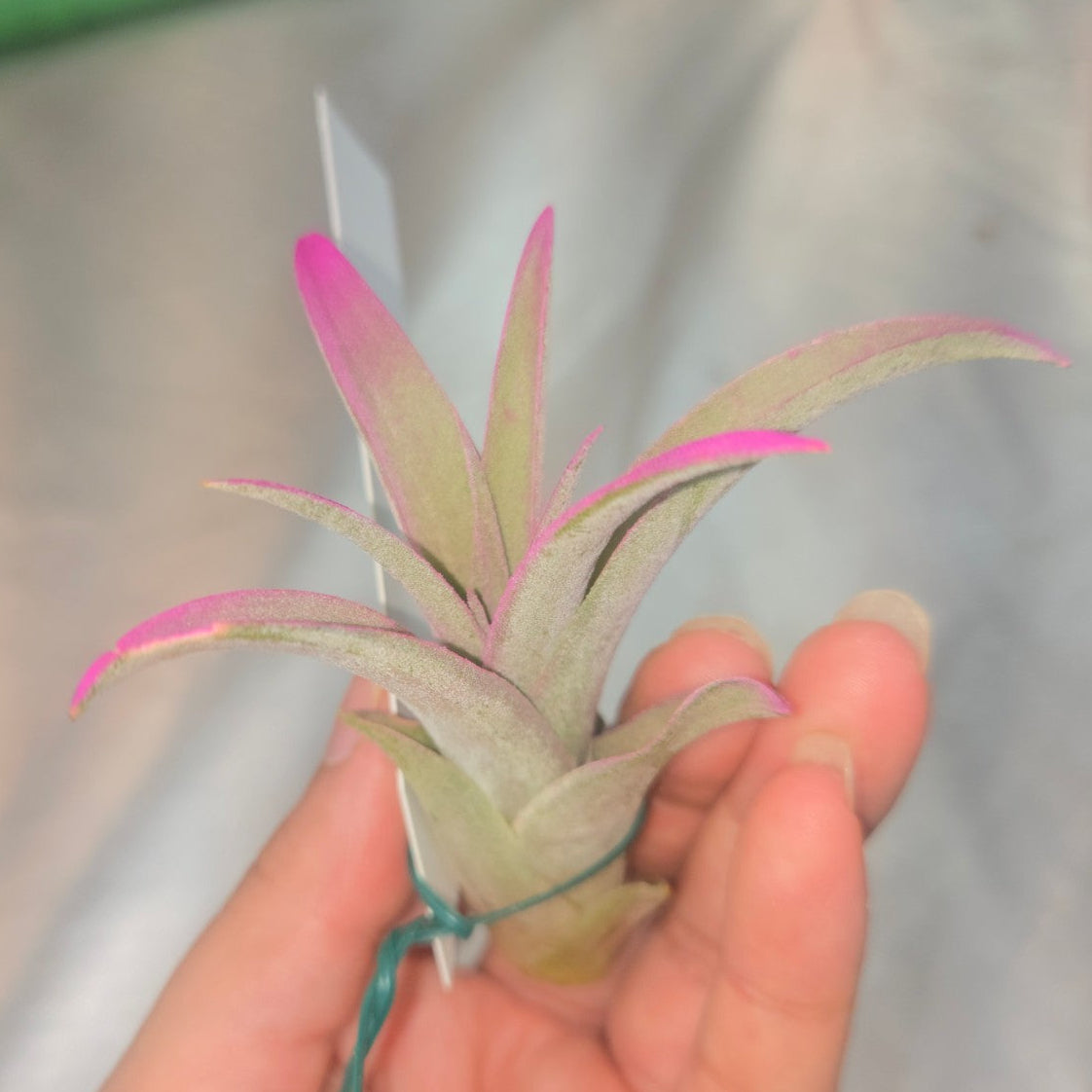 Tillandsia capittata peach