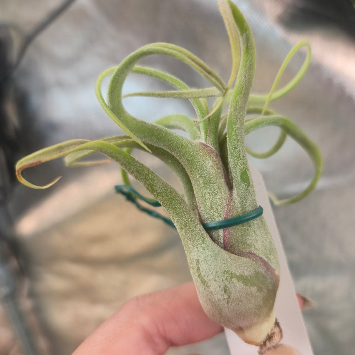 Tillandsia caput medusae | Octopus plant