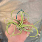 Tillandsia caput-medusae air plant seen from above with twisting green leaves