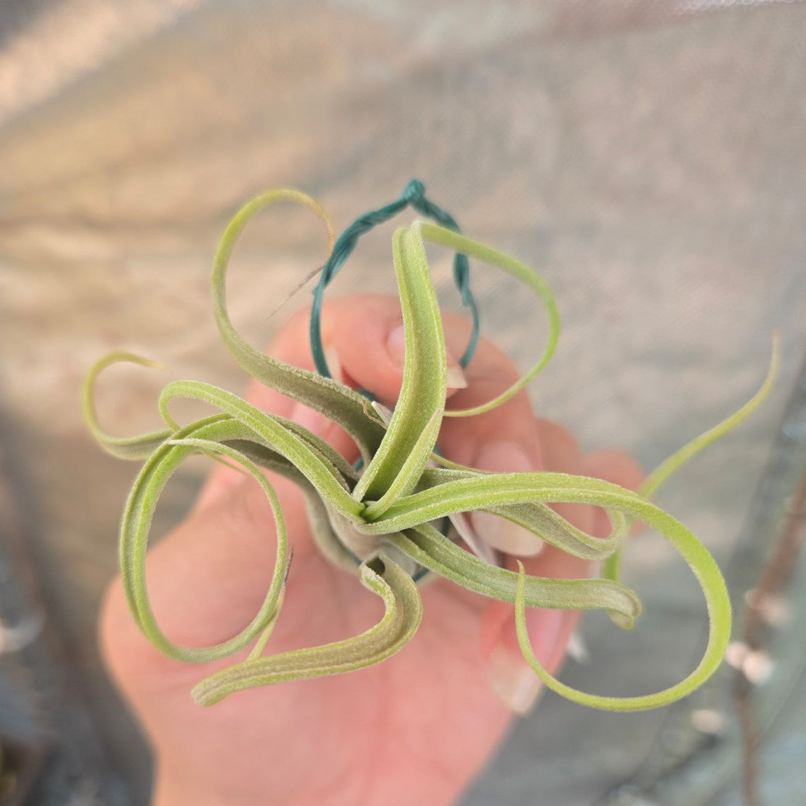 Tillandsia caput medusae | Octopus plant