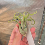 Tillandsia caput-medusae air plant held upright, showing its fuzzy silvery bulb
