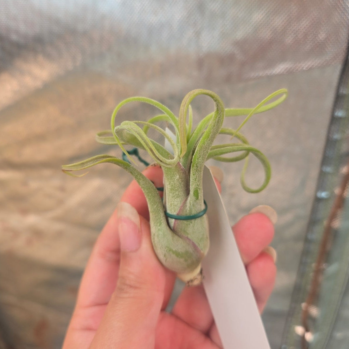 Tillandsia caput medusae | Octopus plant