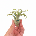 Tillandsia caput-medusae air plant held in a hand, with tentacle-like leaves and a bulbous base