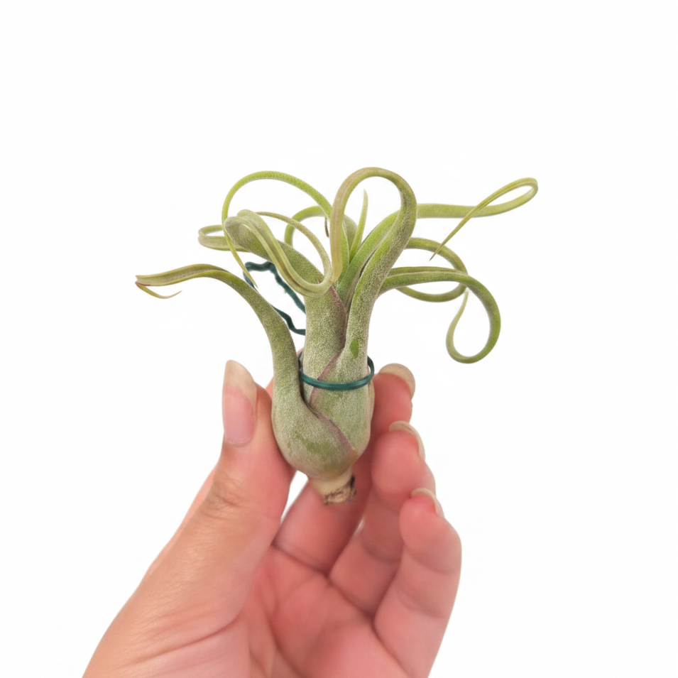 Tillandsia caput medusae | Octopus plant