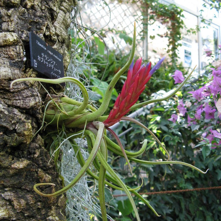 Blooming Stage