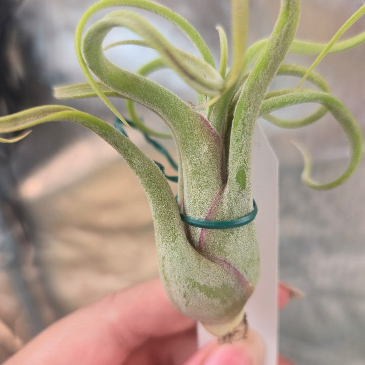 Tillandsia caput medusae | Octopus plant