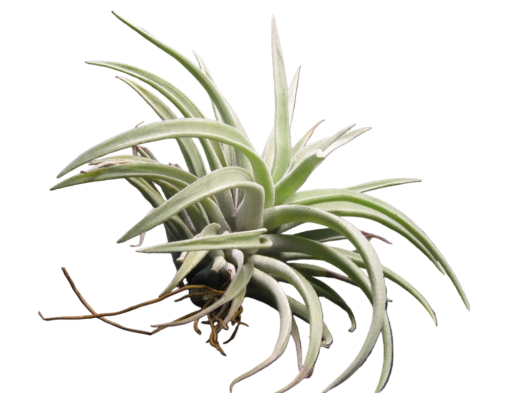 Tillandsia harrisii air plant with thick silvery leaves on a black background