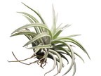 Tillandsia harrisii air plant with thick silvery leaves on a black background