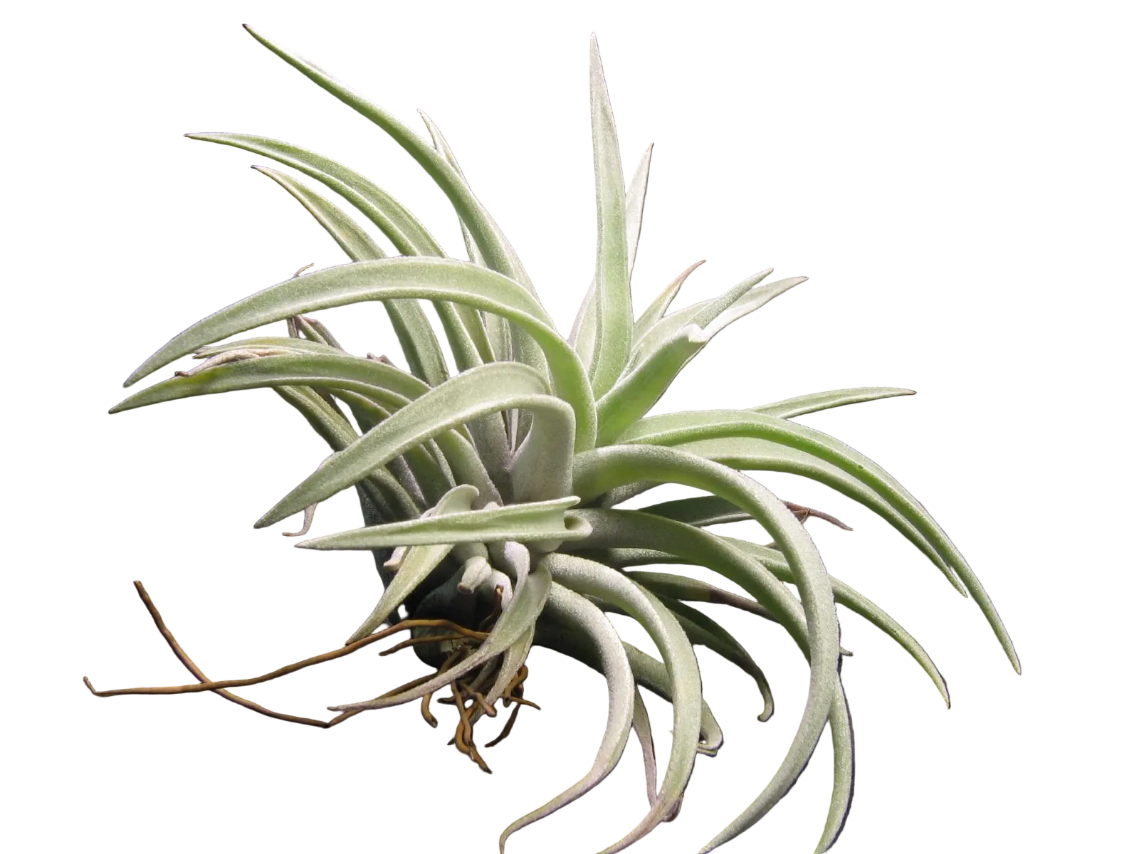 Tillandsia harrisii