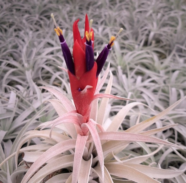 Tillandsia harrisii