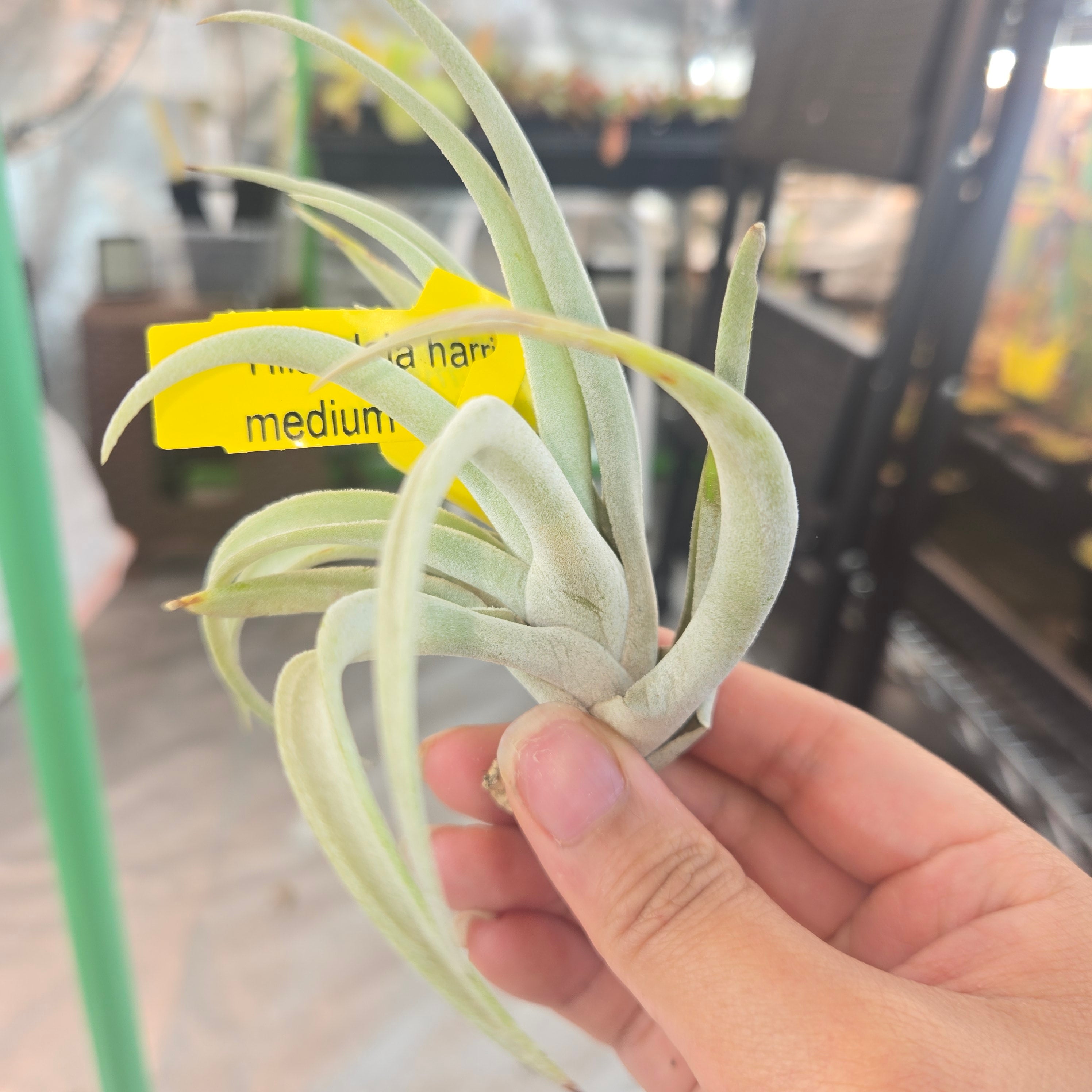 Tillandsia harrisii