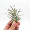 Tillandsia pruinosa (Fuzzywuzzy Air Plant)