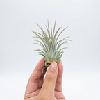 Tillandsia pruinosa (Fuzzywuzzy Air Plant)