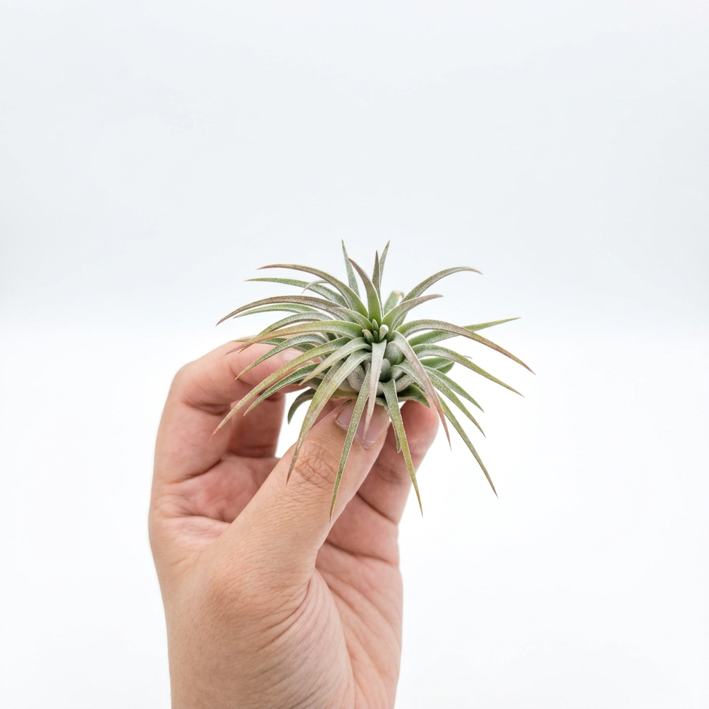 Tillandsia pruinosa (Fuzzywuzzy Air Plant)