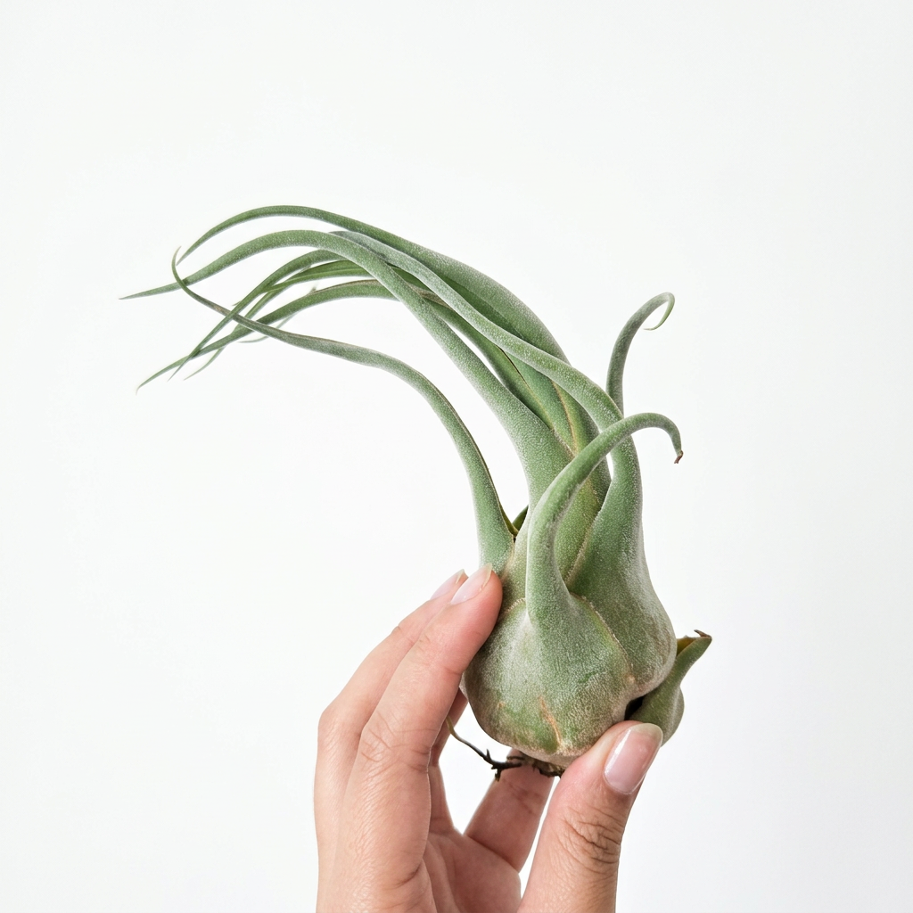 Tillandsia seleriana