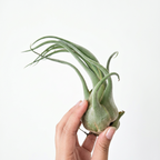 Tillandsia seleriana