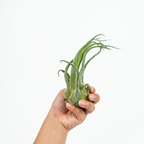 Tillandsia seleriana