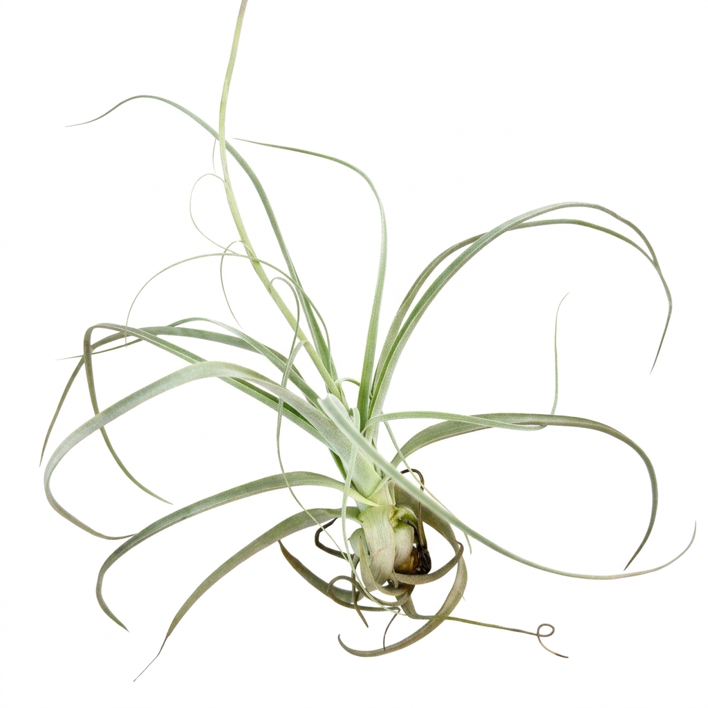 Tillandsia straminea