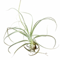 Tillandsia straminea