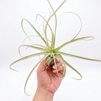 Tillandsia straminea